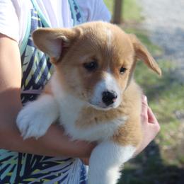 Lucas - Red male Pembroke Welsh Corgi puppy in North Manchester, Indiana from Covered Bridge Corgis