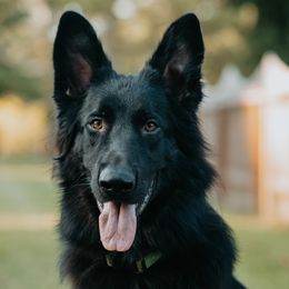 German Shepherds from Wilderwind K9