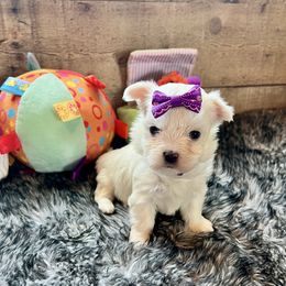 LG2 AKC Purple ARIA - White Maltese puppy in Blythe, California from California AKC Maltese & Yorkies