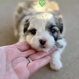 Mr Green Collar - Black and white male Mal-Shi puppy in Poolville, Texas from Tx Pups