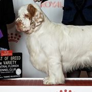 Clumber Spaniels from Cajun Clumber Spaniels