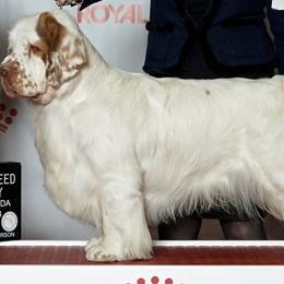 Clumber Spaniels from Cajun Clumber Spaniels