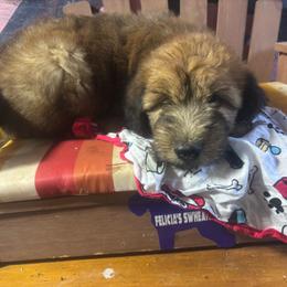 Albert - Wheaten male Soft Coated Wheaten Terrier puppy in Gladewater, Texas from Felicias Swheaties