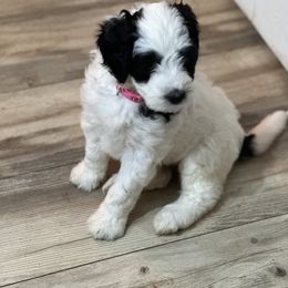 Luna - Black and white Bernedoodle puppy in Knoxville, Tennessee from Bright Side Doodles