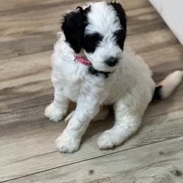 Luna - Black and white Bernedoodle puppy in Knoxville, Tennessee from Bright Side Doodles