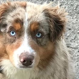 Hazel - Australian Shepherd