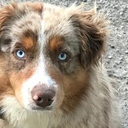 Hazel - Australian Shepherd