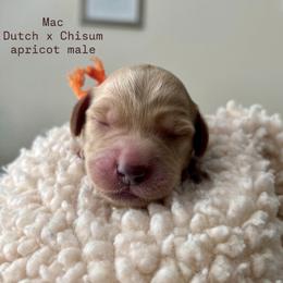 Mac - Caramel male Australian Labradoodle puppy in Chuluota, Florida from Delano Australian Labradoodles