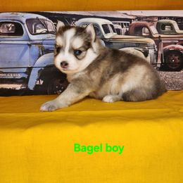 Bagel boy - Blue male Pomsky puppy in Isanti, Minnesota from Magnum Pomskies
