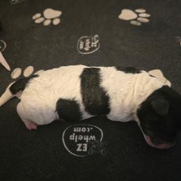 Bailee - Black and white female Cavapoo puppy in Perham, Minnesota from Steel Horse Kennels Inc
