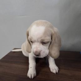 Bridle - Lemon and white female Beagle puppy in La Pine, Oregon from Happier with Dogs