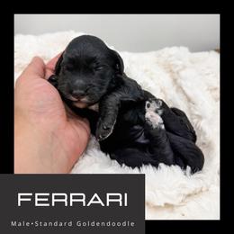 Ferrari - Black male Goldendoodle puppy in Brookville, Pennsylvania from Woodland Mountain Doodles