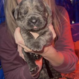 Cane Corso Puppies from Venom Cane Corsos