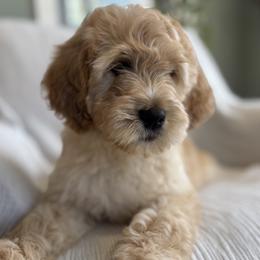 Orange - Apricot female Goldendoodle puppy in Newnan, Georgia from Old Line Doodles