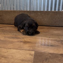 Snowflake - Black and red female German Shepherd puppy in Ridgeville, Indiana from McCord’s Standard Aussies