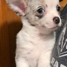 Timmy - Merle male Chihuahua puppy in Amity, Pennsylvania from Baxters Chihuahuas