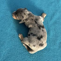 Dapple girl 2 - Dapple female Dachshund puppy in South Willard, Utah from Doxies in the Sun