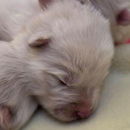Pearl collar girl - White female Samoyed puppy in Broomfield, Colorado from Klondike Snow Samoyeds