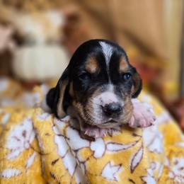 Silverwing - Black tan and white female Basset Hound puppy in Valley, Washington from Enchanted Valley Paws