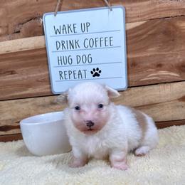 Greta-fluffy - Sable and white female American Corgi puppy in Stillwater, Oklahoma from Steele Family Farms