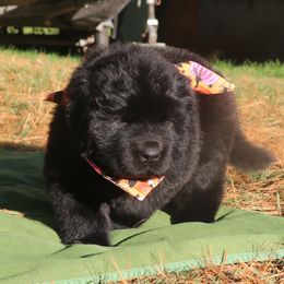 Hocus (Orange) - Black female Newfoundland puppy in Kimball Twp, Michigan from Pine River Newfoundlands