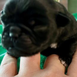 Pug Puppies from Masters Pugs