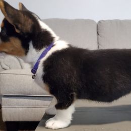 Beagles, Cardigan Welsh Corgis, and Pembroke Welsh Corgis from Nukee Beagles and Corgis
