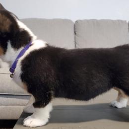 Beagles, Cardigan Welsh Corgis, and Pembroke Welsh Corgis from Nukee Beagles and Corgis