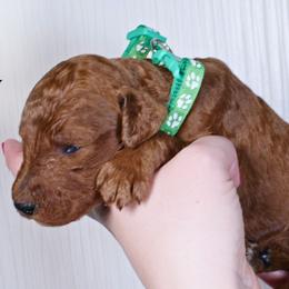 Henry - Red  male Poodle puppy in Abilene, Texas from Mesquite Kennels