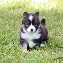 Winnie - Black and white female Pomsky puppy in Denham Springs, Louisiana from Bayouland Pomskies