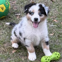Foxy - Blue merle female Australian Shepherd puppy in Mc Alpin, Florida from RussKris Farms Aussies