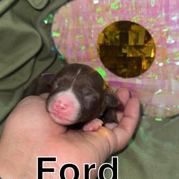 Ford - Red tri female Toy Australian Shepherd puppy in Medical Lake, Washington from MAS Gone Rogue