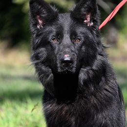Ryker - Black male German Shepherd puppy in Azle, Texas from Nuckols-Alsup Canines German Shepherds