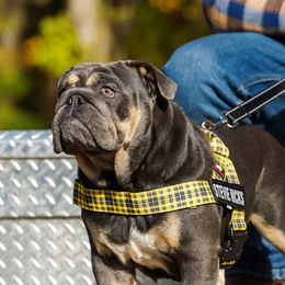 Stevie - Bulldog