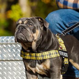 Stevie - Bulldog