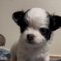 Billy the Kid - Black and white male Chihuahua puppy in Hebron, North Dakota from Dakota Heart Chihuahuas