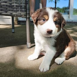 Redwood - Tri-color male Border Collie puppy in Cedar Springs, Michigan from Lyncroft Border Collies