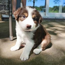 Redwood - Tri-color male Border Collie puppy in Cedar Springs, Michigan from Lyncroft Border Collies