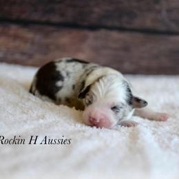 Bmf 3 - Blue merle female Toy Australian Shepherd puppy in Russellville, Arkansas from Rockin H Aussies