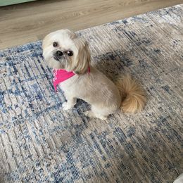 Shih Tzu Puppies from LaDawn’s Little Lions