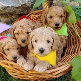 Goldendoodle Puppies from Missy Doodles