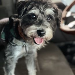 George - Miniature Schnauzer