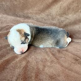 Holly - Sable and white female American Corgi puppy in Stillwater, Oklahoma from Steele Family Farms