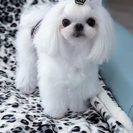 Enzo - Maltese