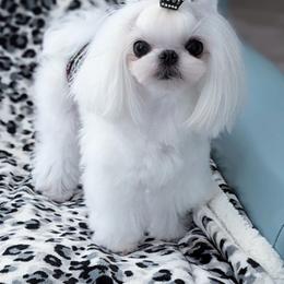 Enzo - Maltese