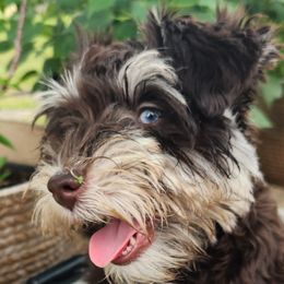 Goldendoodles and Miniature Schnauzers from Marvelous Mannered K9s of Texas