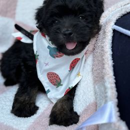 Dawn - Black female Whoodle puppy in Rising Sun, Indiana from Ruby Lane Doodles