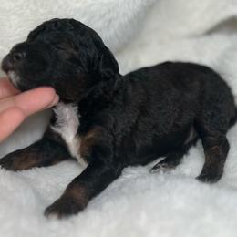 AKC Chestnut - Male - Clear - Phantom male Poodle puppy in Tampa, Florida from The Sweet Life of a Toy Poodle