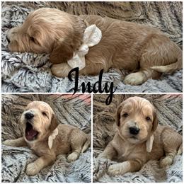 Indy - Apricot female Goldendoodle puppy in Ankeny, Iowa from Iowadoodles2love