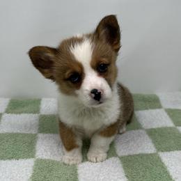 Stella - Sable and white female American Corgi puppy in Waco, Texas from The Comma Corgis